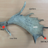 Imports and Isotopes: A Modern Baseline Study for Interpreting Iron Age and Roman Trade in Fallow Deer Antlers